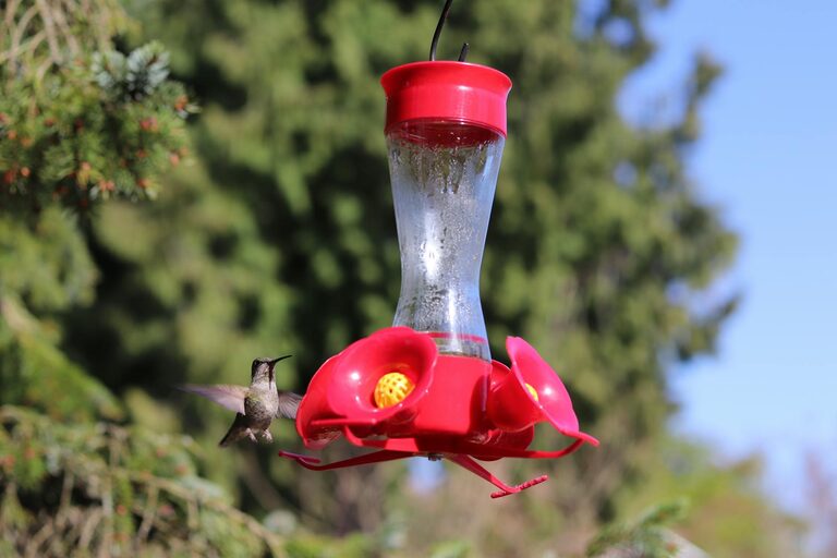 Beginner Tips for Backyard Birdwatching: Getting Started Simply
